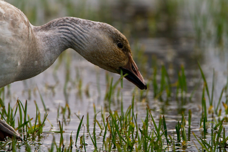 Snow Goose